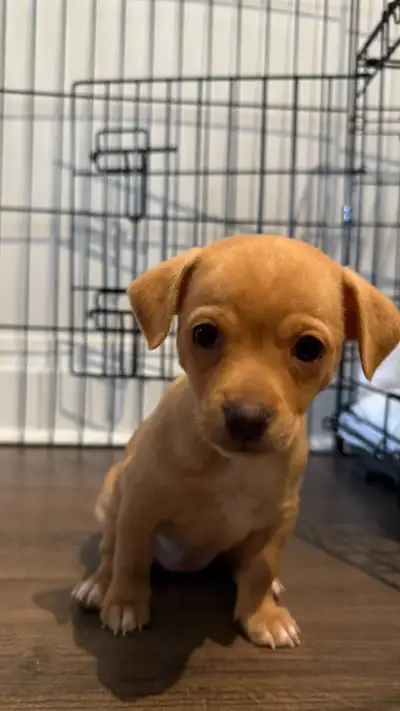 3lb Purebred Chihuahua Puppy – Born Nov 17/25 – Pee Pad Trained, View more