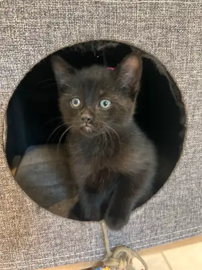 J’ai 2 chatons femelle et un chaton mâle (noir) à vendre. Ils sont très adorables, affectueux et aim...