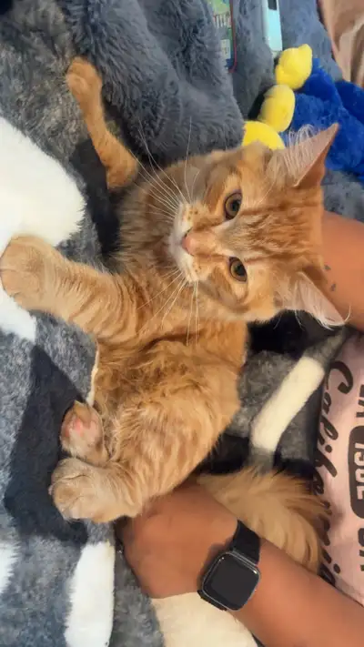 ginger male kitty 8 months old, View more