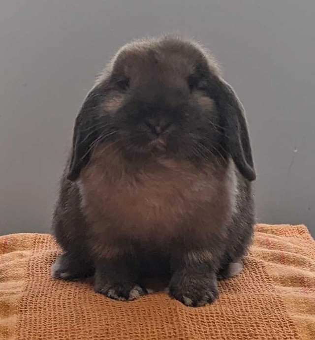 Purebred Male Holland Lop in Small Animals for Rehoming in Lethbridge - Image 2