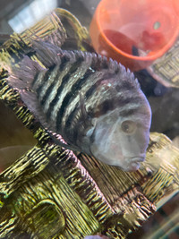 3 male convict cichlids