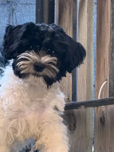 Adorable SHIHPOO puppy  for sale, View more