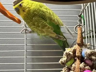 young Budgie (read description pls,  serious inquiries only), View more