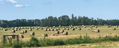 600 - 2026 first cut, twine wrapped, fertilized Alfalfa, Brome, Timothy 60-20-10 round bales. put up...