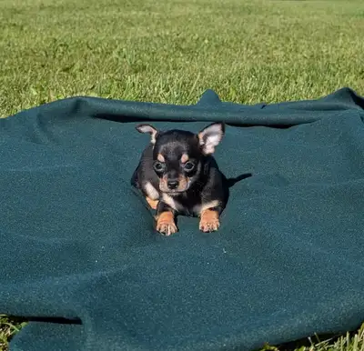 Chihuahua Pups Ready Now, View more