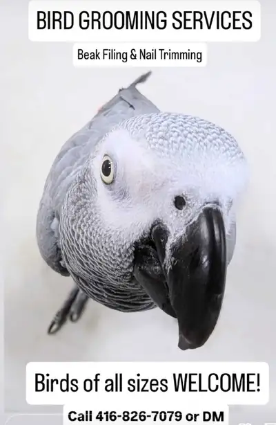 We are, Seeking Babe African grey Parrot to adopt ❤️, View more