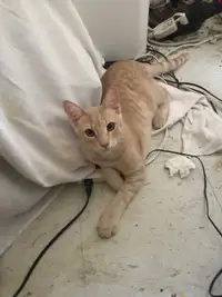 6 month old male kitten for free