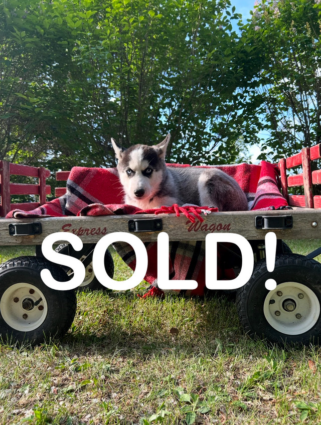Purebred Siberian Husky Puppies FREE RIDE TO SASKATOON JULY 8 in Dogs & Puppies for Rehoming in Saskatoon - Image 4