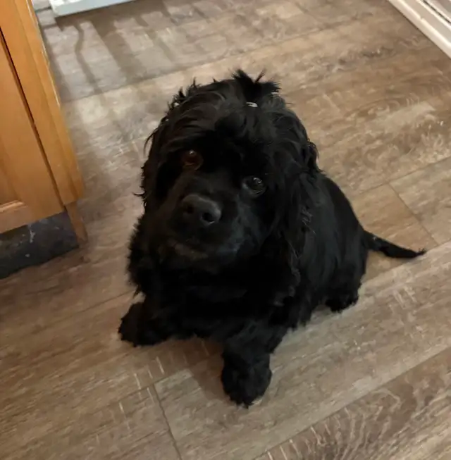 American cocker spaniel x mini poodle in Dogs & Puppies for Rehoming in Calgary - Image 6