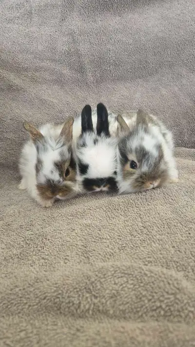 Baby bunny's, View more