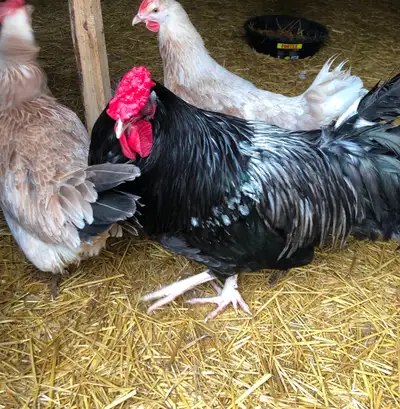Rosecomb dorking rooster, View more