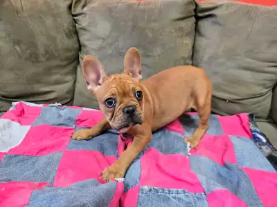 Frenchton Puppies, View more