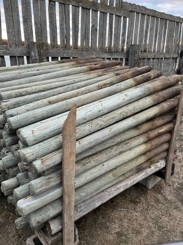 Livestock & Fence Posts in Other in Saskatoon - Image 12