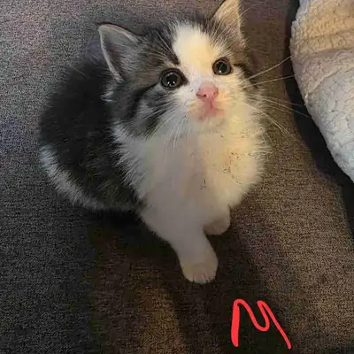 kitten for rehoming, View more