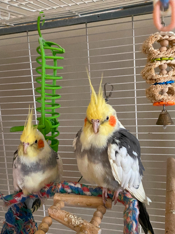 2 male cockatiels in Birds for Rehoming in Calgary