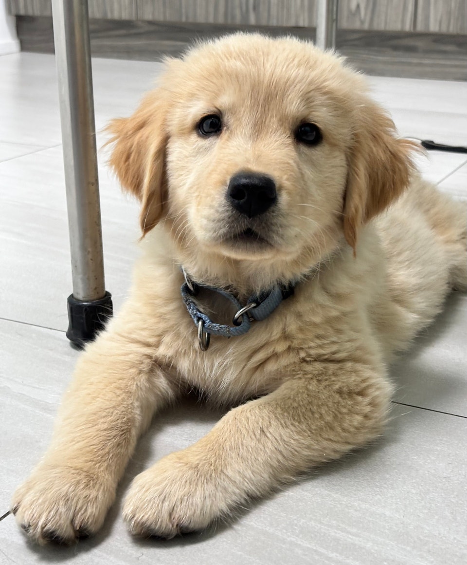 Professionally Started Golden Retriever Puppies | Dogs & Puppies for ...