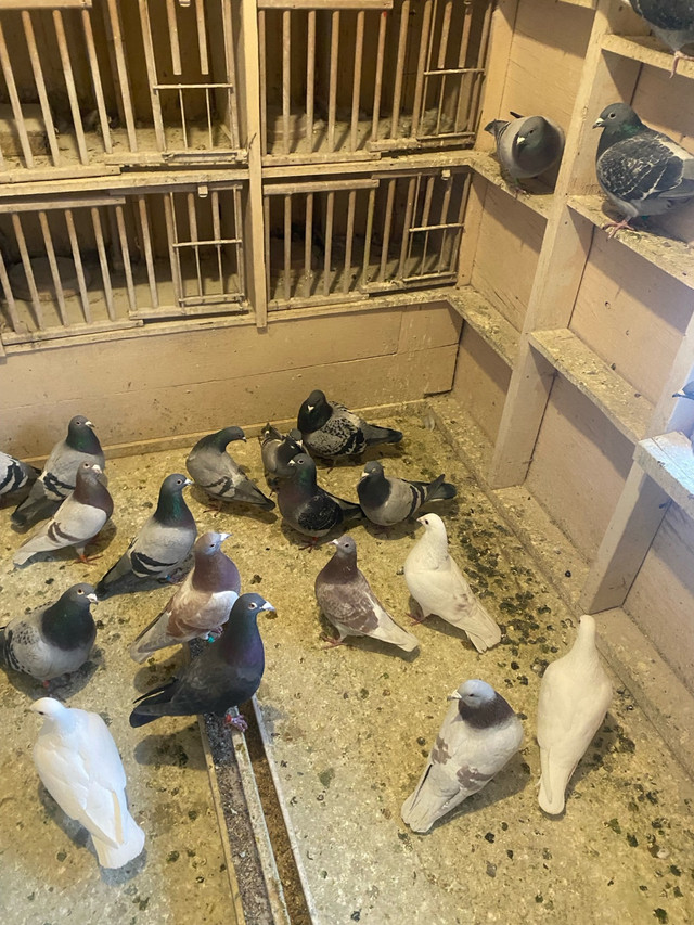 Pigeons- racing and homing pigeons in Birds for Rehoming in Calgary - Image 2