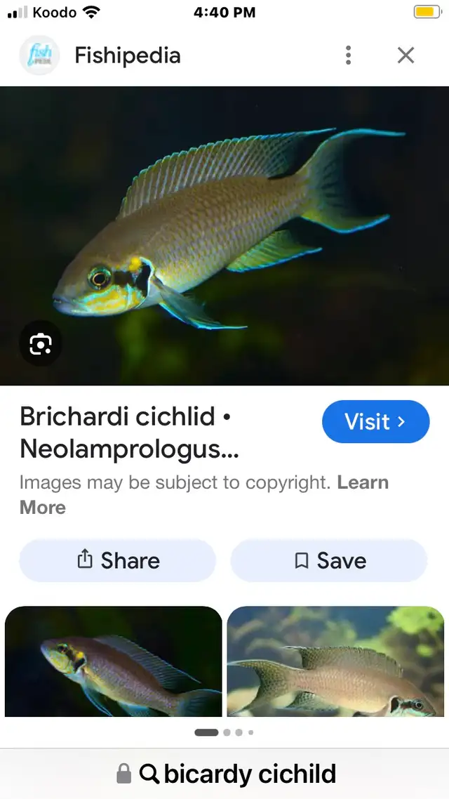 Bachardi cichlid  in Fish for Rehoming in Edmonton - Image 2