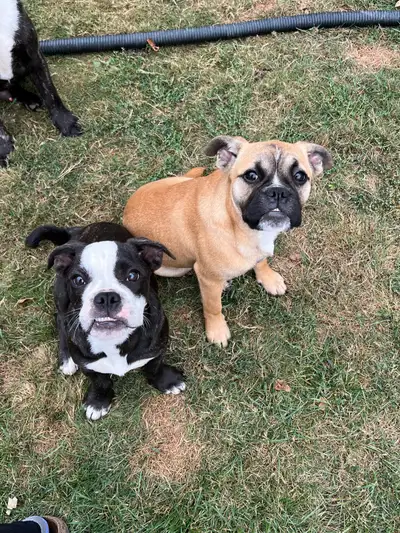 These Two adorable chonky pups are ready to find their forever homes!! • Urgently need to go to a go...