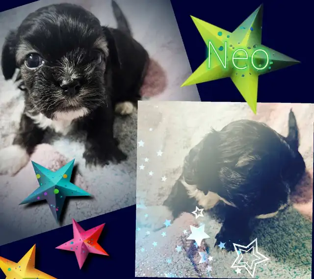 Cockapoo/Maltese Puppies in Dogs & Puppies for Rehoming in Edmonton - Image 3