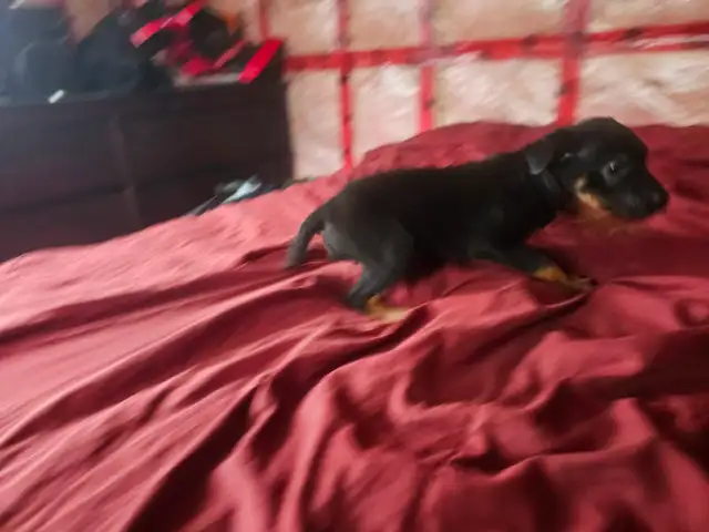 Puppies for Sale in Dogs & Puppies for Rehoming in Muskoka - Image 3