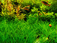 Dwarf Hairgrass (Eleocharis parvula) Groundcover Aquatic Plant