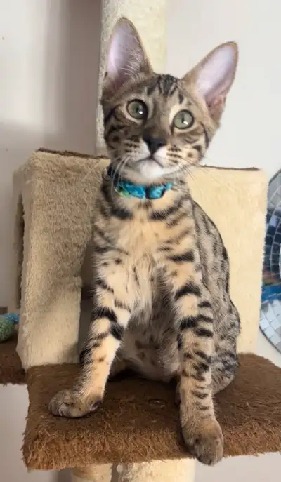 Chaton Savannah mâle F5 disponible. (collier bleu-vert-jaune), View more