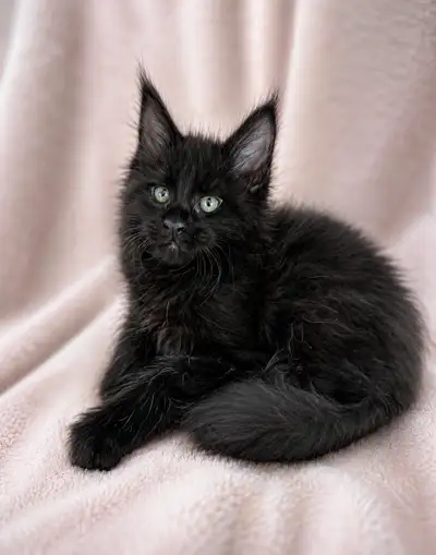 Gorgeous Maine Coon XL kittens European  Bloodline, View more