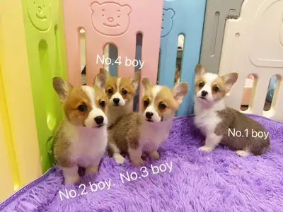 Welsh corgi puppies 2 months old and ready to new home anytime Available ones : Boy 1 - $950 availab...