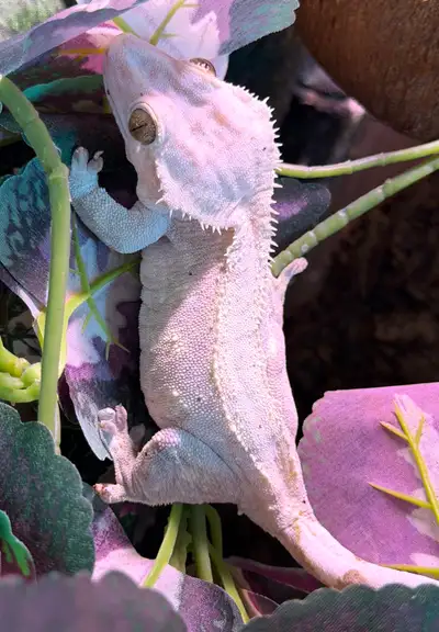 Breeding pair of crested geckos , View more