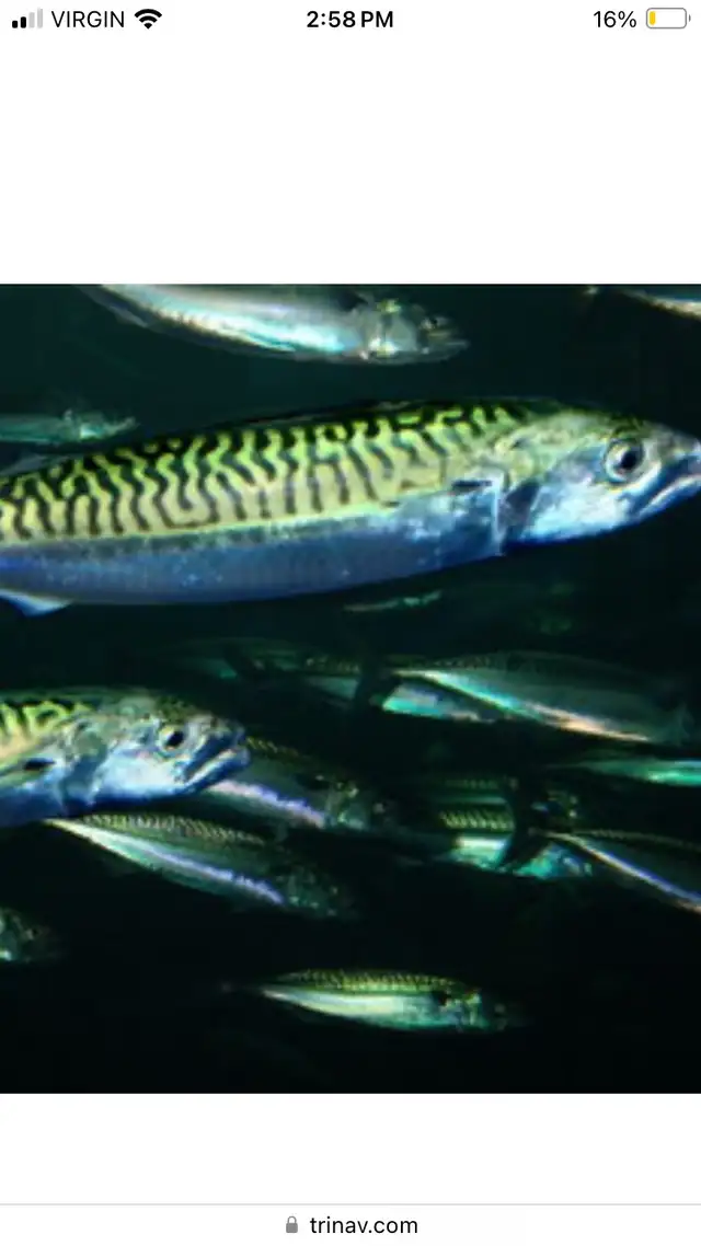 WANTED to buy mackerel seine license  in Other in Cape Breton - Image 2