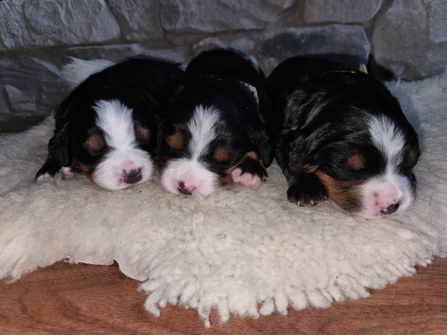 CKC Registered Bernese Mountain Dog Puppies in Dogs & Puppies for Rehoming in Winnipeg - Image 4