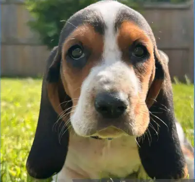 Basset Hound Puppies, View more
