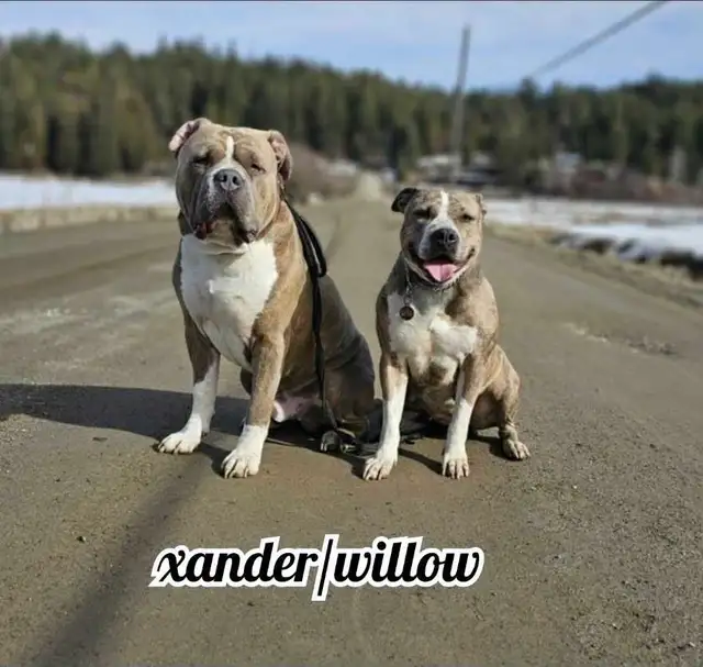 american bulldog in Dogs & Puppies for Rehoming in Vernon - Image 6