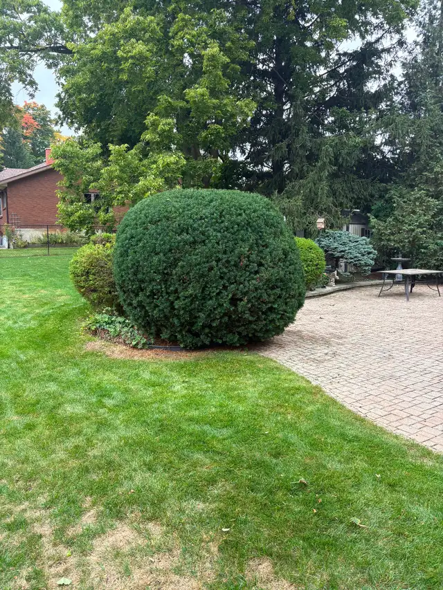 Tree/hedge care and Landscaping in Kitchener?Waterloo