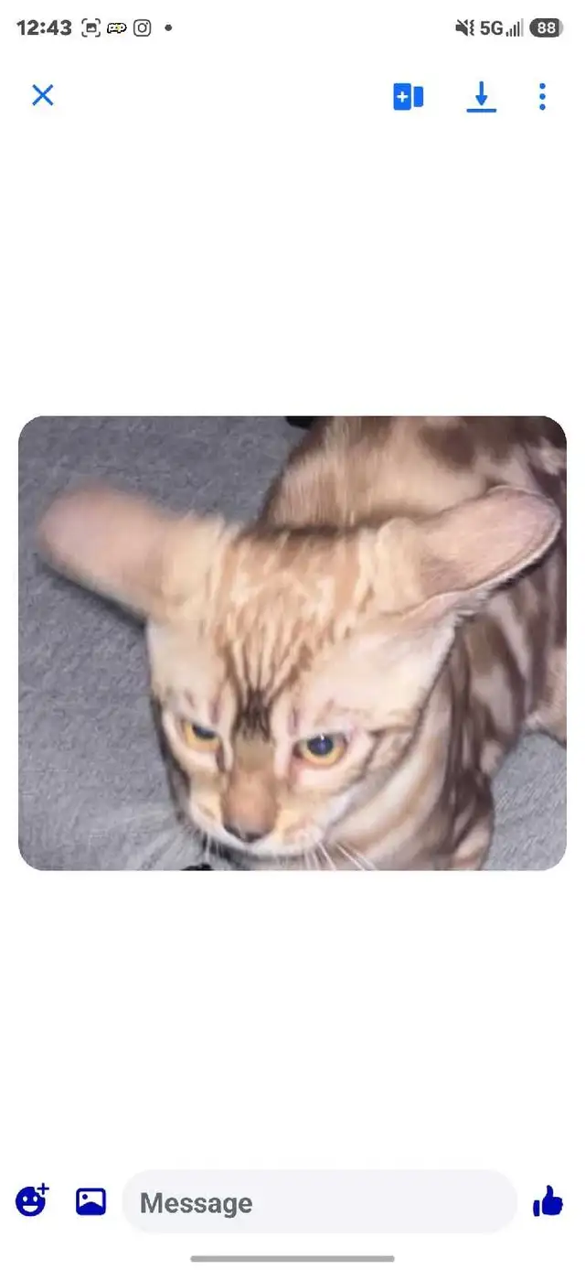 lost Bangal Cat583288263142942721