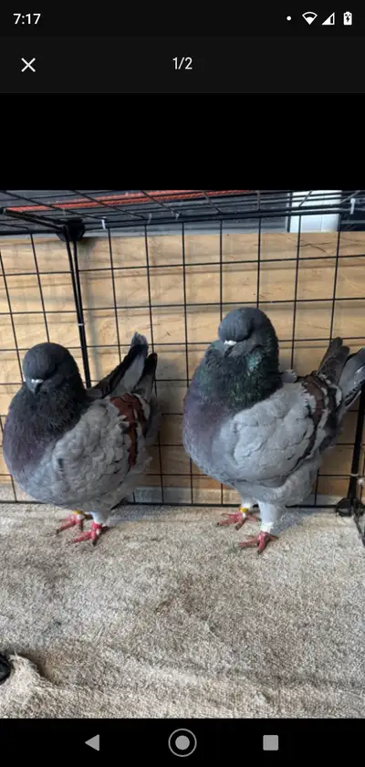 MODENA PIGEONS WANTED, View more