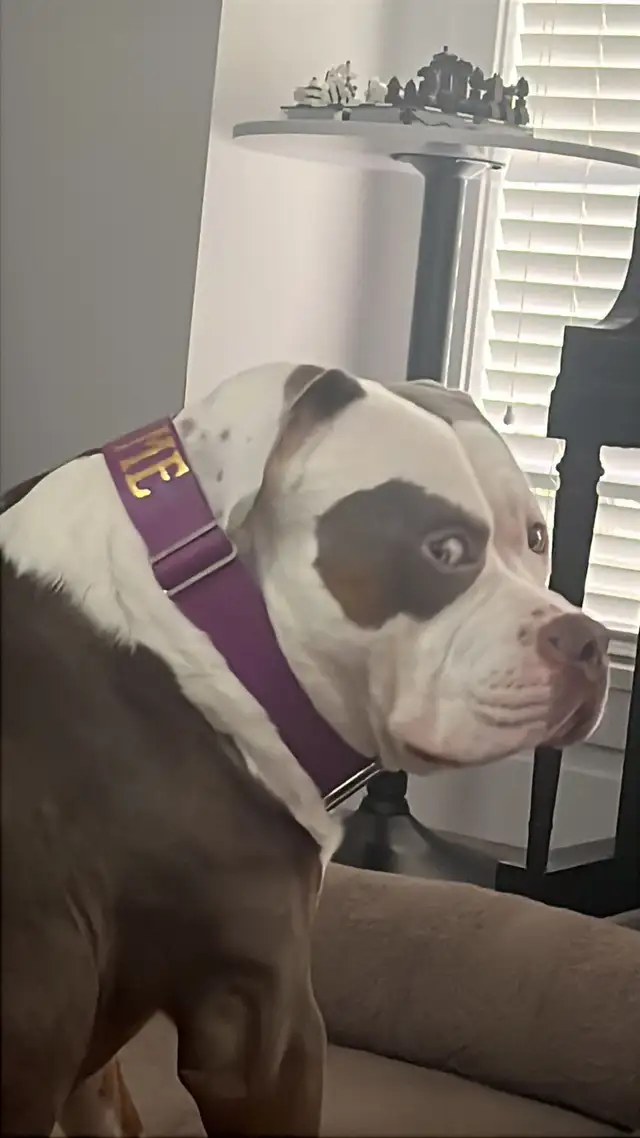 DOGUE DE BORDEAUX in Dogs & Puppies for Rehoming in Richmond - Image 2