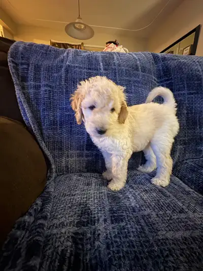 UPDATE: These puppies have been the best little I’ve ever raised. So very calm and content. All of t...