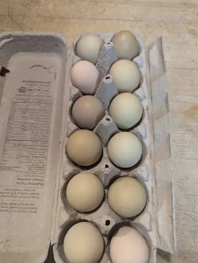 Oeufs frais plein de couleurs, View more