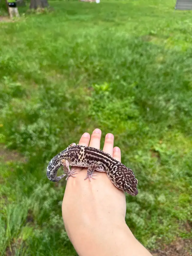 gecko léopard black night Mack Snow mâle in Reptiles & Amphibians for Rehoming in Laurentides - Image 3