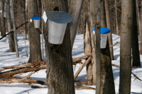 Time to Get Equip for 2024 Maple Syrup Season