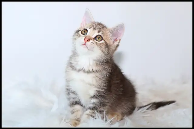 Adorable petit chaton femelle • croisée Bengal in Cats & Kittens for Rehoming in Lévis - Image 8