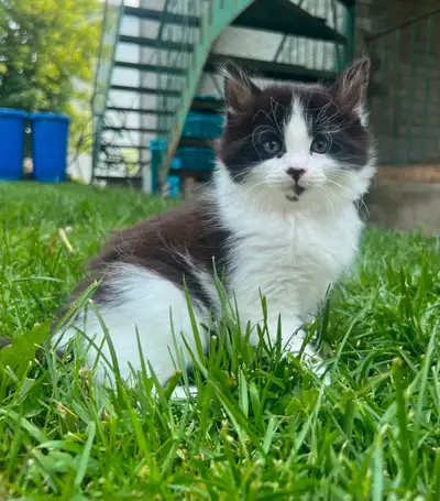 Chaton femelle 9 semaine poils long Tranquille Propre et sevrée Elever avec un petit chien et un seu...