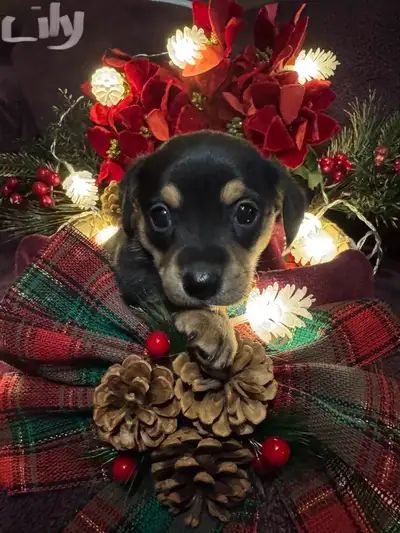 Dachshund/Pembroke Welsh Corgi, View more