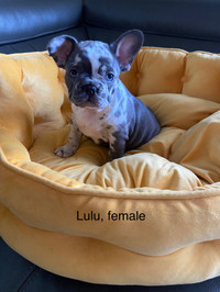 French Bulldog puppies ( ckc registered )