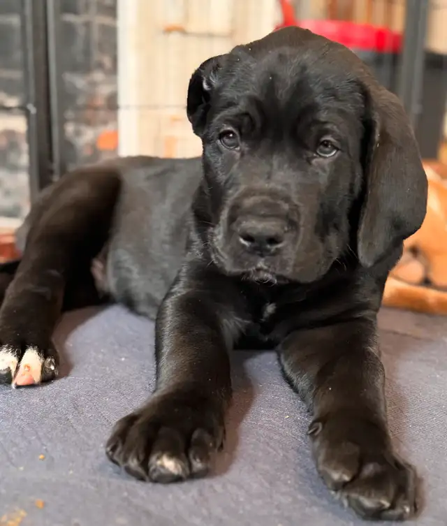 Addorable Great Dane/ Mastiff Puppies in Dogs & Puppies for Rehoming in St. Catharines - Image 3