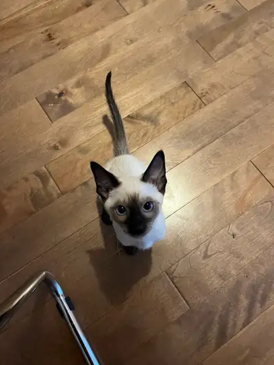 Siamois male Chocolate point / male siamese chocolate point, View more