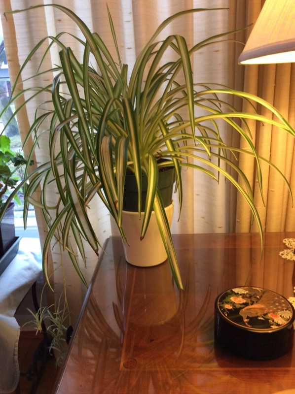 SPIDER PLANTS - Easy Houseplant 2/$10 Plus Other Houseplants in Plants, Fertilizer & Soil in City of Toronto