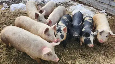 Grower Hogs, View more
